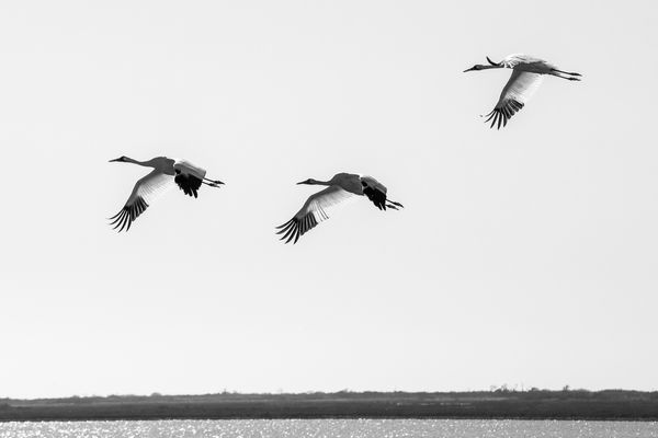 The Birds of Texas